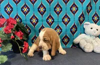 Pikachu, a male Basset Hound for sale in Subiaco, AR – 7 of 10
