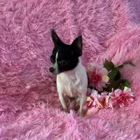Pixie- “Teacup” Chihuahua, a female Chihuahua for sale in Subiaco, AR – 2 of 10