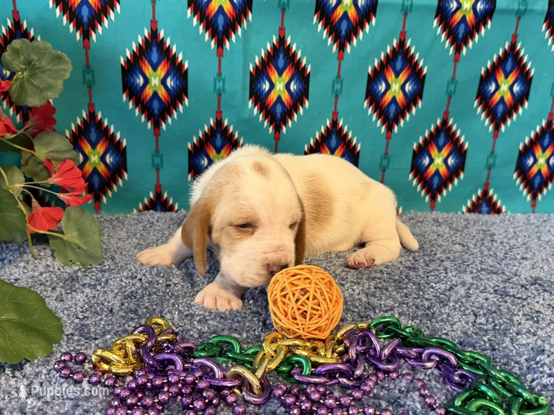 Maurice , a male Basset Hound for sale in Subiaco, AR – 1 of 4