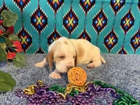 Maurice , a male Basset Hound for sale in Subiaco, AR – 1 of 4