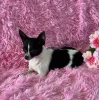 Pixie- “Teacup” Chihuahua, a female Chihuahua for sale in Subiaco, AR – 1 of 10