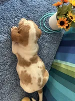 Lulu , a female Basset Hound for sale in Subiaco, AR – 2 of 2