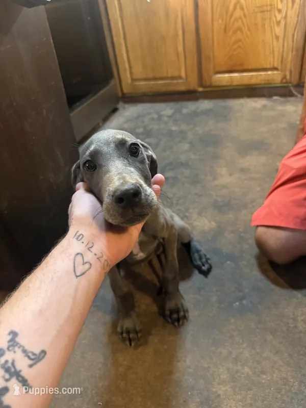 Puppy number 1 – Great Dane puppy for sale in Circleville Township, OH