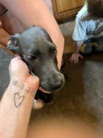 Puppy number 1, a female Great Dane for sale in Circleville Township, OH – 2 of 7