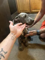 Puppy number 1, a female Great Dane for sale in Circleville Township, OH – 4 of 7