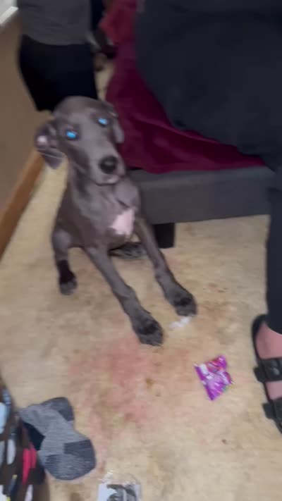 Puppy number 1, a female Great Dane for sale in Circleville Township, OH – 7 of 7