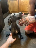 Puppy number 1, a female Great Dane for sale in Circleville Township, OH – 5 of 7