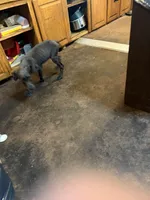 Puppy number 1, a female Great Dane for sale in Circleville Township, OH – 6 of 7