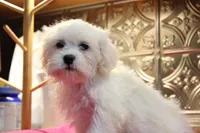 Barney, a male Bichon Frise and Shih Tzu for sale in Columbia, MO – 4 of 4
