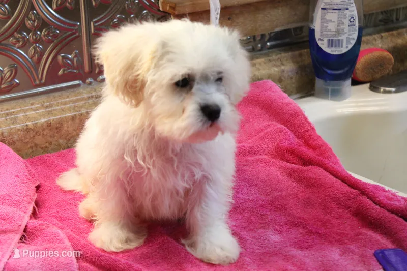 Barney – Bichon Frise, Shih Tzu puppy for sale in Columbia, MO