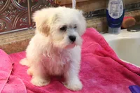 Barney, a male Bichon Frise and Shih Tzu for sale in Columbia, MO – 1 of 4