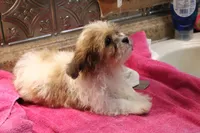 Charlie, a male Shih Tzu for sale in Columbia, MO – 3 of 6