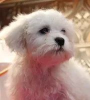 (Claude), a male Bichon Frise and Shih Tzu for sale in Columbia, MO – 7 of 7