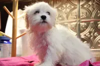 Barney, a male Bichon Frise and Shih Tzu for sale in Columbia, MO – 3 of 4