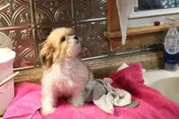 Charlie, a male Shih Tzu for sale in Columbia, MO – 4 of 6