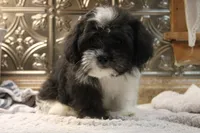 Mazzy, a female Bichon Frise and Shih Tzu for sale in Columbia, MO – 4 of 6