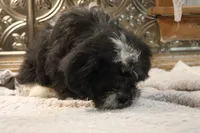 Mazzy, a female Bichon Frise and Shih Tzu for sale in Columbia, MO – 2 of 6