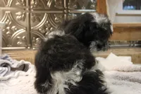 Mazzy, a female Bichon Frise and Shih Tzu for sale in Columbia, MO – 5 of 6