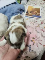 Lucy, a female Shih Tzu for sale in Columbia, MO – 2 of 2