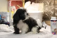 Mazzy, a female Bichon Frise and Shih Tzu for sale in Columbia, MO – 1 of 6