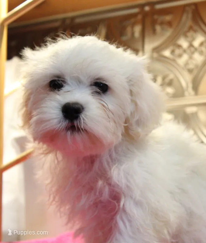 (Claude), a male Bichon Frise and Shih Tzu for sale in Columbia, MO – 1 of 7