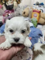 (Claude), a male Bichon Frise and Shih Tzu for sale in Columbia, MO – 6 of 7