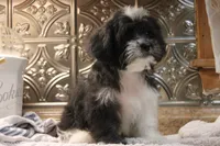 Mazzy, a female Bichon Frise and Shih Tzu for sale in Columbia, MO – 6 of 6