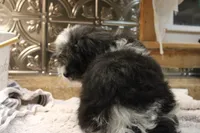 Mazzy, a female Bichon Frise and Shih Tzu for sale in Columbia, MO – 3 of 6