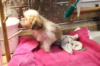 Charlie, a male Shih Tzu for sale in Columbia, MO – 5 of 6