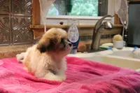 Charlie, a male Shih Tzu for sale in Columbia, MO – 6 of 6