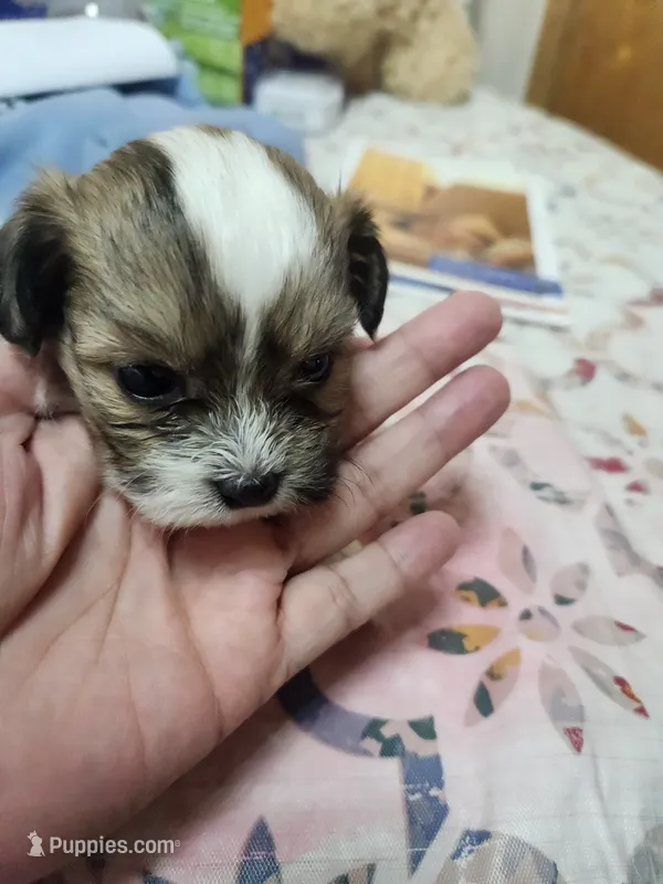 Lucy – Shih Tzu puppy for sale in Columbia, MO