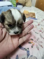 Lucy, a female Shih Tzu for sale in Columbia, MO – 1 of 2