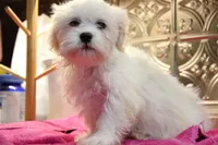 Barney, a male Bichon Frise and Shih Tzu for sale in Columbia, MO – 2 of 4