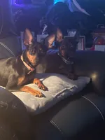 Puppy four, a male Miniature Pinscher for sale in Newport News City, VA – 2 of 2