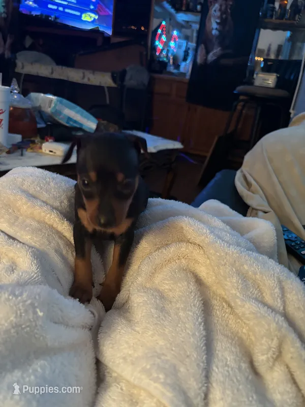 Puppy five – Miniature Pinscher puppy for sale in Newport News City, VA