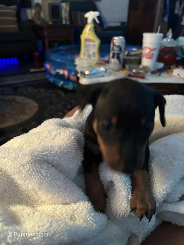Puppy two – Miniature Pinscher puppy for sale in Newport News City, VA