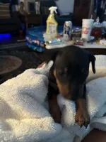 Puppy two, a male Miniature Pinscher for sale in Newport News City, VA – 1 of 2