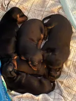 Puppy five, a male Miniature Pinscher for sale in Newport News City, VA – 3 of 3