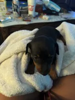 Puppy one, a male Miniature Pinscher for sale in Newport News City, VA – 1 of 4