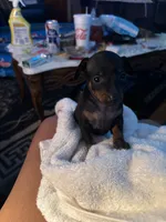 Puppy four, a male Miniature Pinscher for sale in Newport News City, VA – 1 of 2