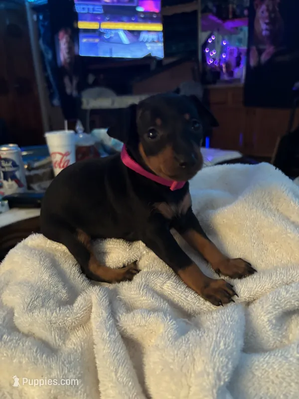 Puppiy three – Miniature Pinscher puppy for sale in Newport News City, VA