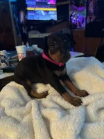Puppy three, a female Miniature Pinscher for sale in Newport News City, VA – 1 of 2