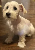 Willow, a female Miniature Schnauzer for sale in Newellton, LA – 2 of 2