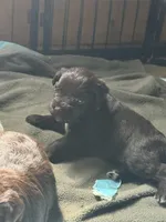 Arthur, a male Miniature Schnauzer for sale in Newellton, LA – 6 of 7