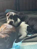 Cory, a female Miniature Schnauzer for sale in Newellton, LA – 4 of 5