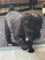 Arthur, a male Miniature Schnauzer for sale in Newellton, LA – 5 of 7