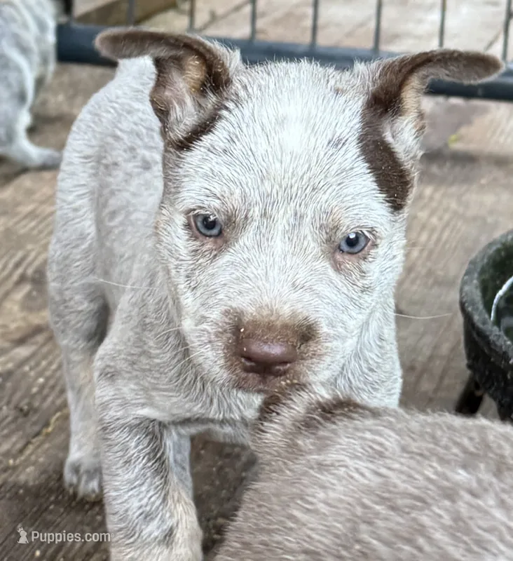 Nicky  – Australian Cattle Dog puppy for sale in Newellton, LA