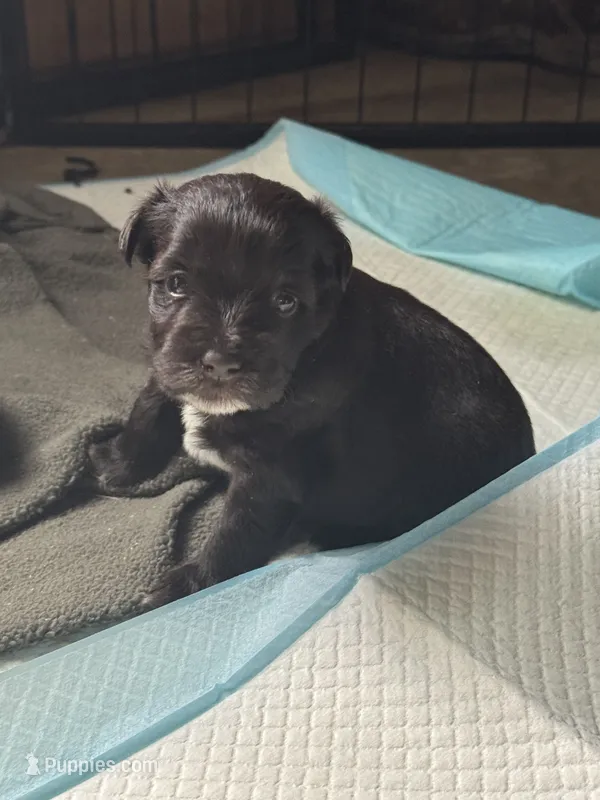 Koko  – Miniature Schnauzer puppy for sale in Newellton, LA