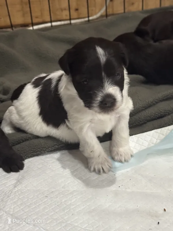 Cory – Miniature Schnauzer puppy for sale in Newellton, LA