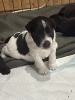 Cory, a female Miniature Schnauzer for sale in Newellton, LA – 1 of 5
